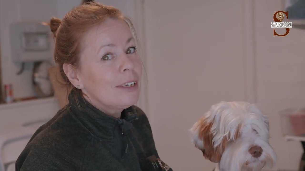 Så klipper du huvudet på din australian labradoodle