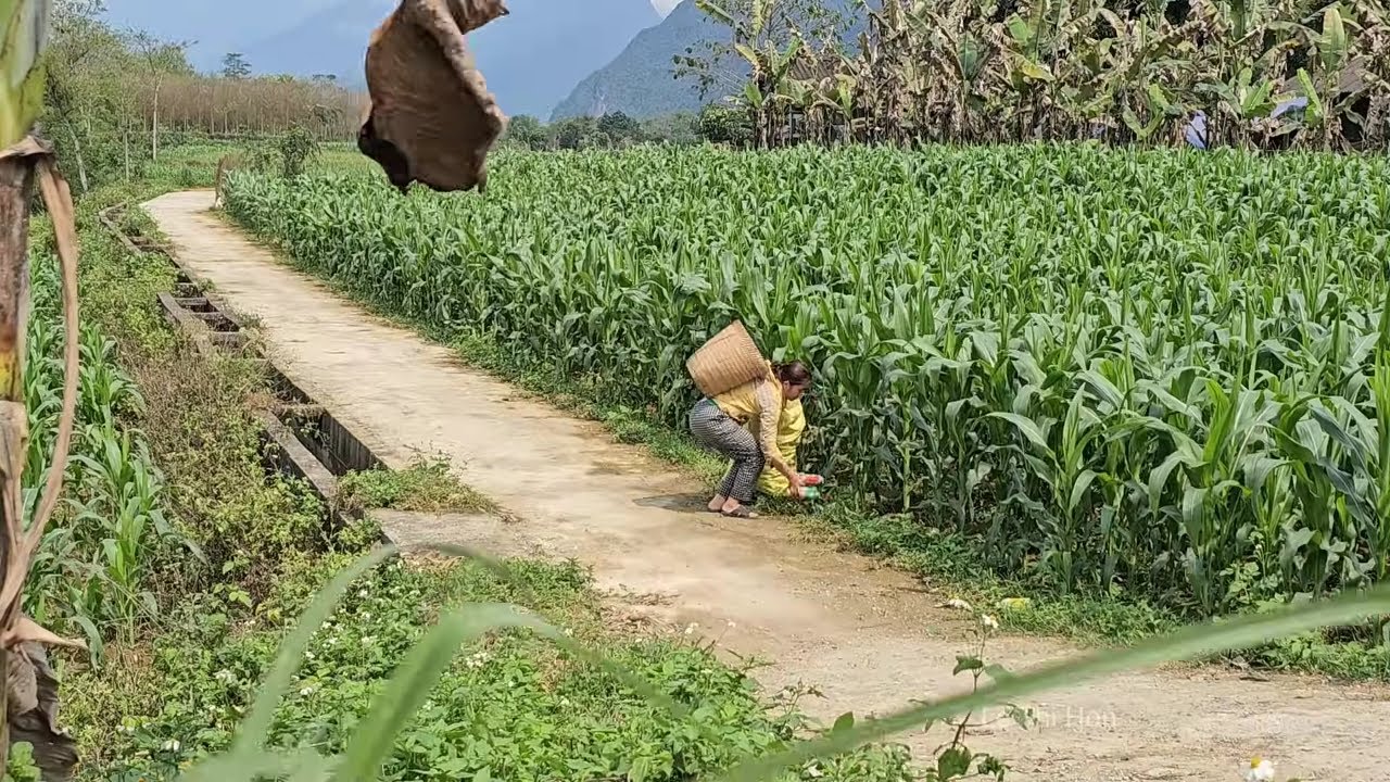 While picking water spinach to sell at the market, Hon accidentally picked up a wallet.