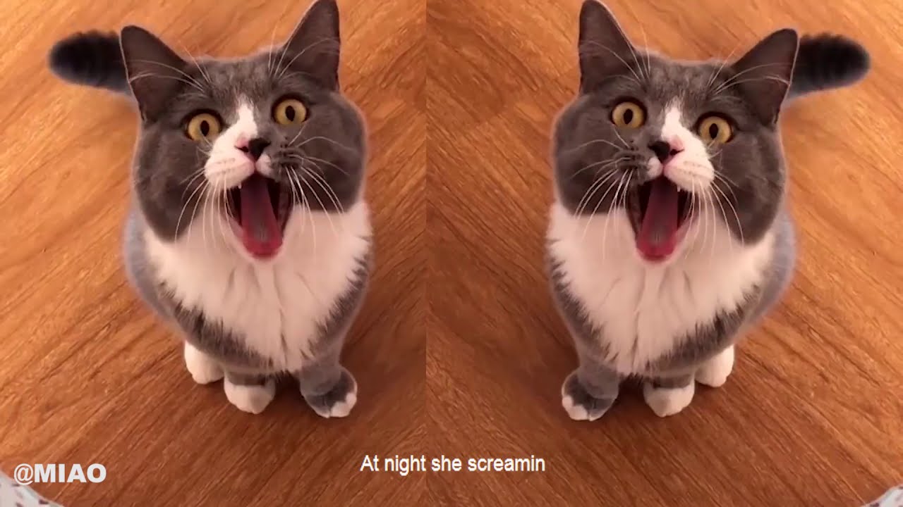 Sweet but Psycho - Ava Max | cat covers cat sing song