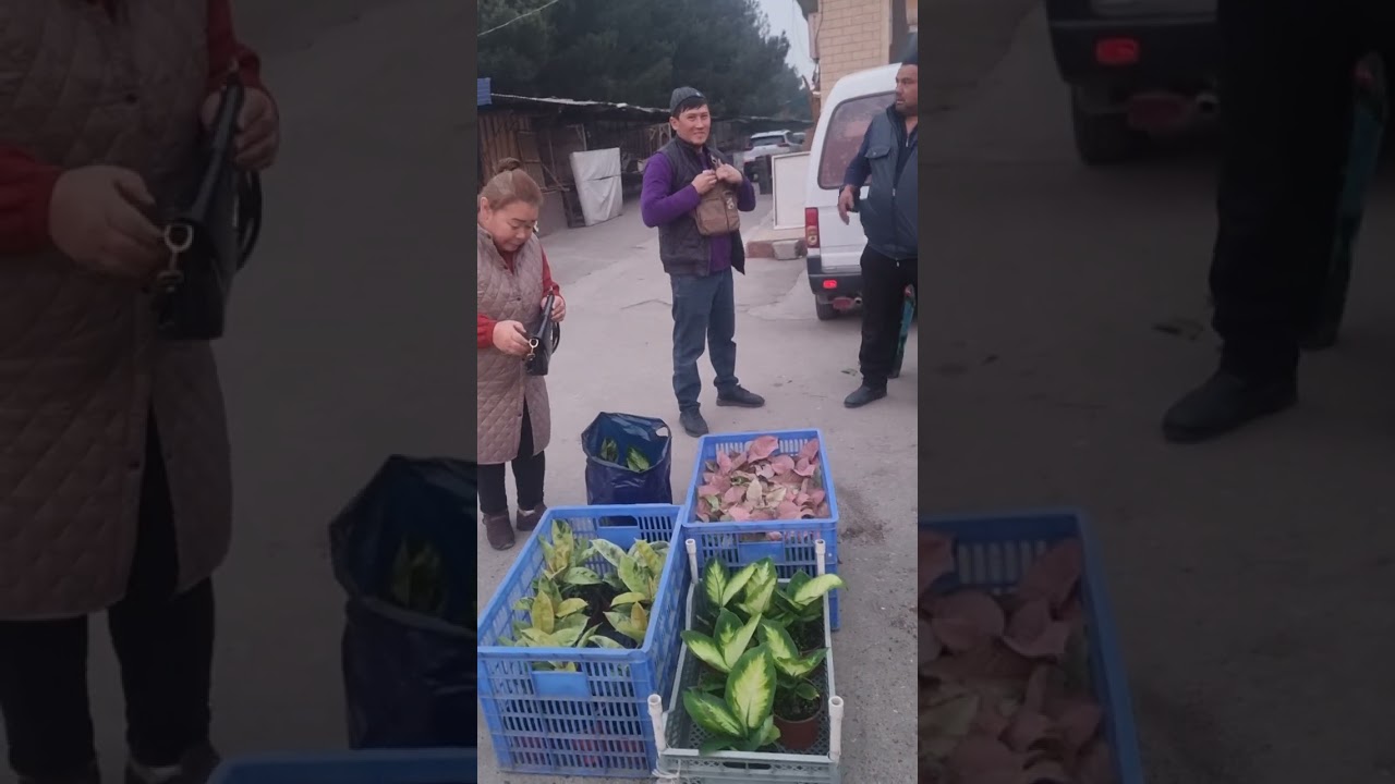 АНДИЖОН ЖАХОН БОЗОРИ ОПТОМ ГУЛ БОЗОРИ ГУЛ ОЛАДИГАНЛАР УЧУН 94 437 08 80 ТЕЛ НОМЕР 