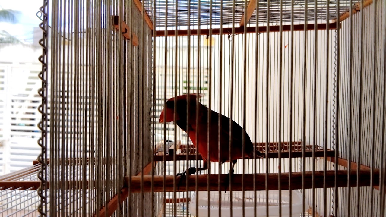 Cardenal norte&ntilde;o