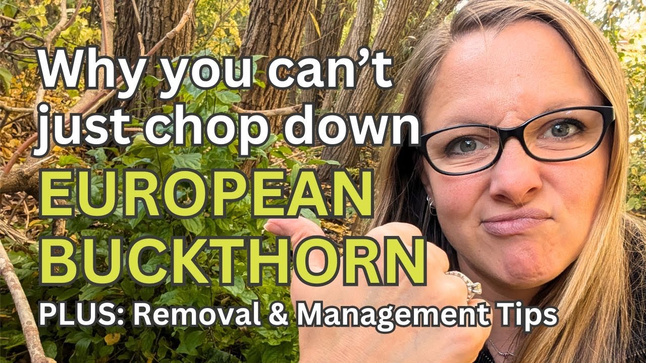 Removing Invasive Buckthorn - What not to do, and how to keep it from coming back