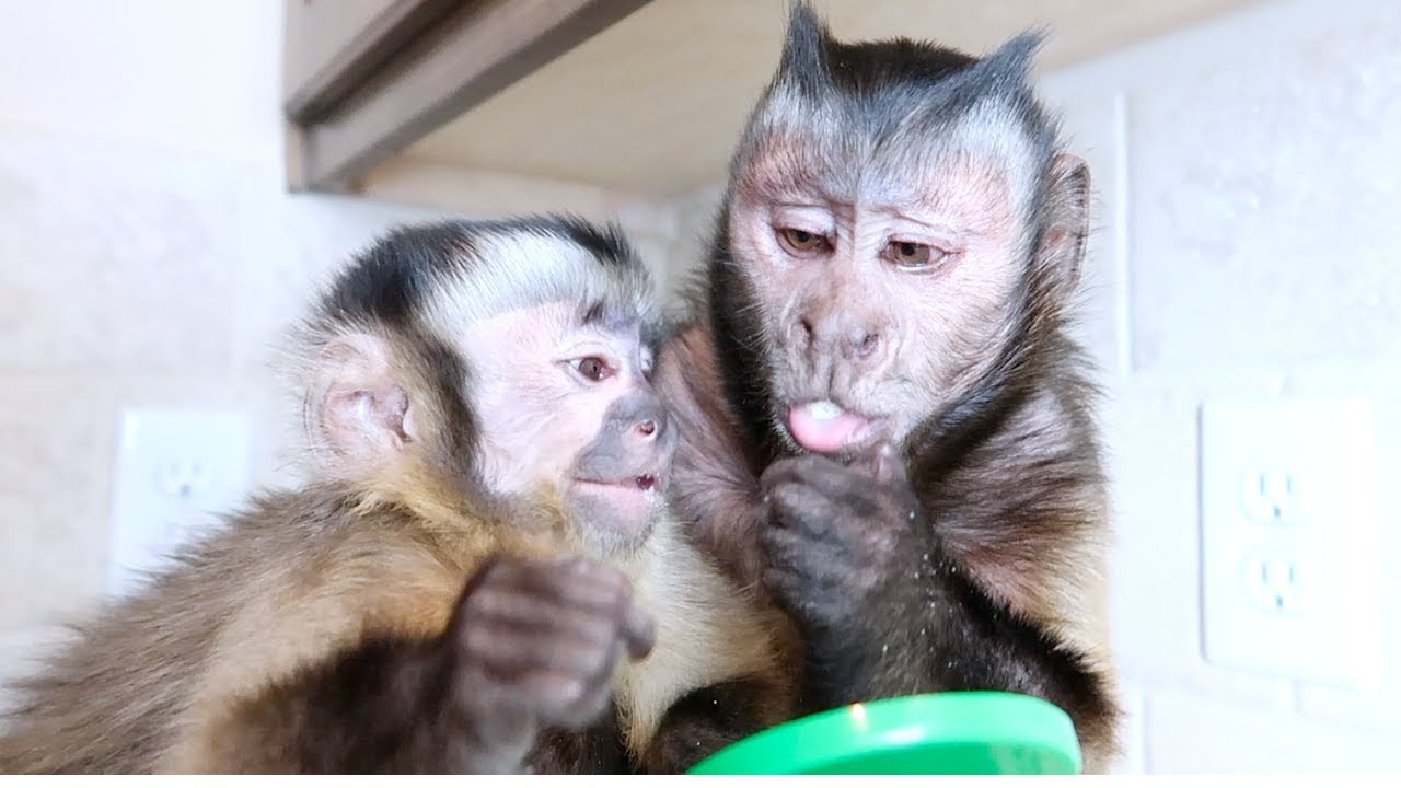 CUTE Monkey Brothers Share Tasty Puffs!