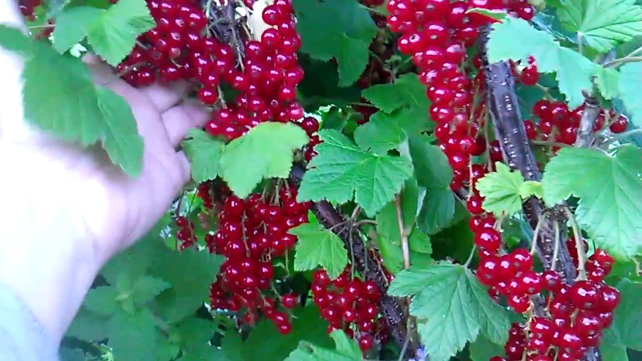 Красная смородина  Сахарная  2017 07 03