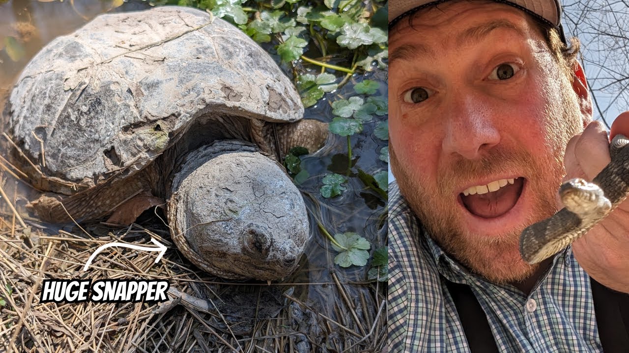 Spotted, Painted, and Snapping Turtles | Field Herping Virginia