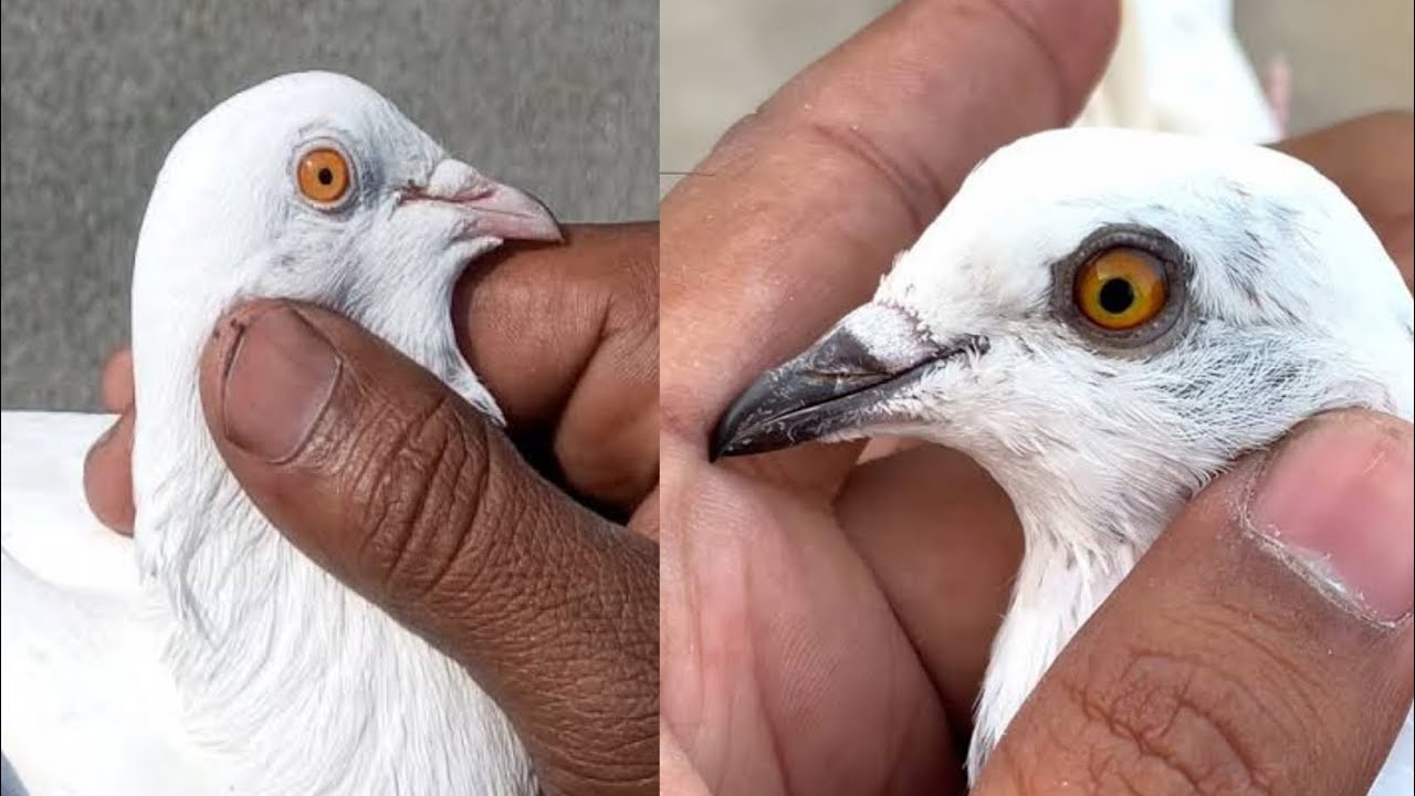Patti wale kabootar | chatri wale kabootar | low flyer pigeon | indian kabutar | Kabootar bazi