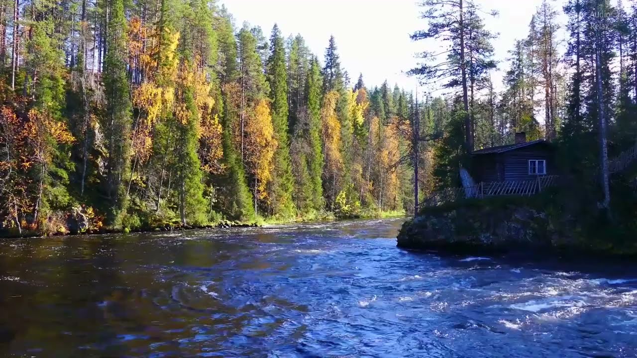 Звуки журчания тихой лесной реки. 10 часов. Звуки природы для сна. Белый шум воды.