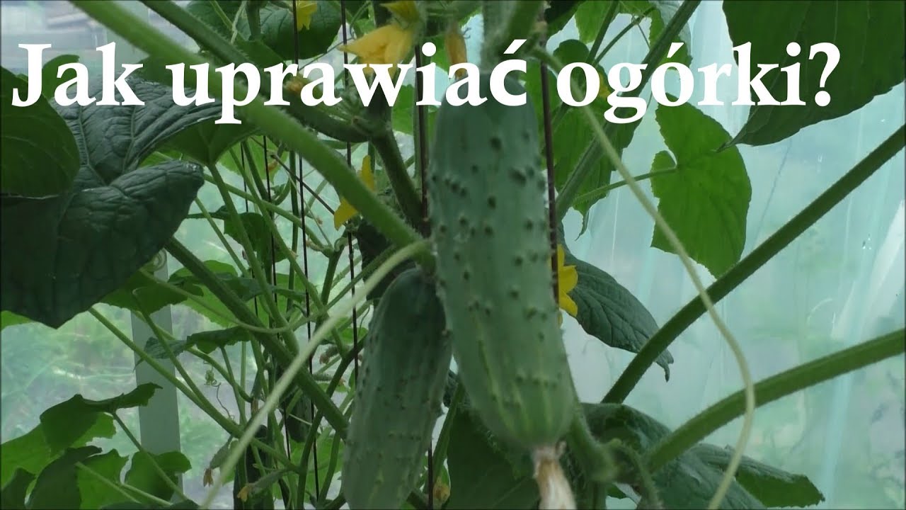 Jak uprawiać ogórki szklarniowe gruntowe praktyczne porady -odmiany