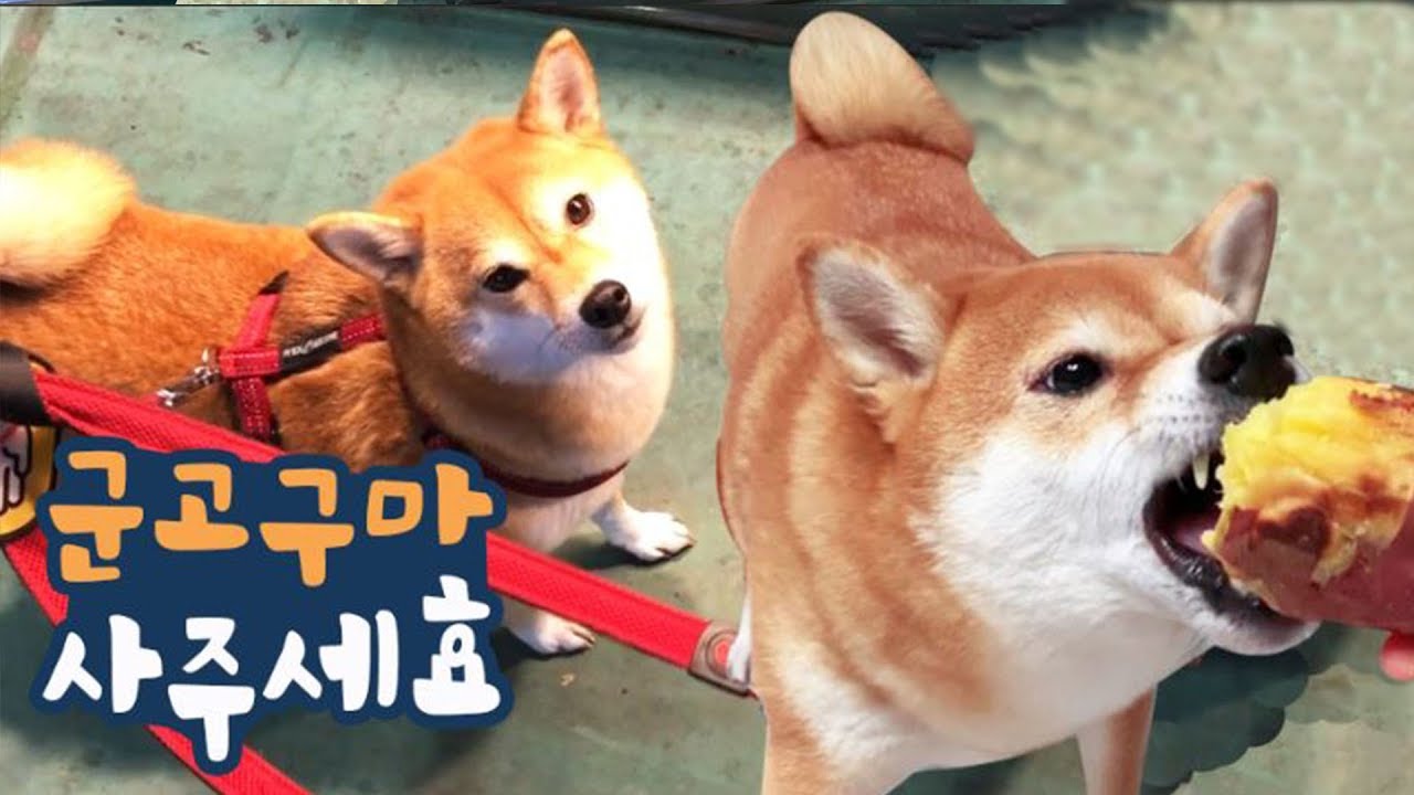 고구마 먹을 생각에 신난 강아지 / 시바견 곰이탱이 고구마 먹방