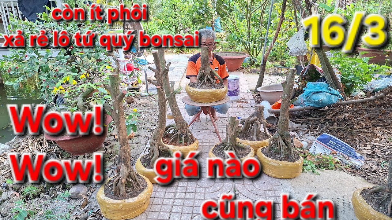 16/3. Xã rẻ lô tứ quý bonsai đế đẹp. Lh:0944.65.38.39 @Tùng