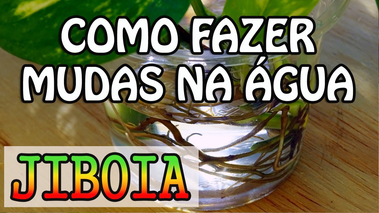 Como fazer mudas de jiboia na água
