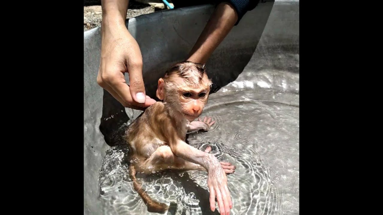 Wow so cute Monkey Abbey is taking a bath! His brother cleaning his pooh and Abbey enjoys showering