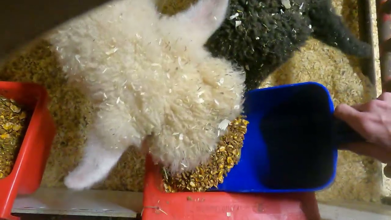 ATV Farms ep #98 evening chores 