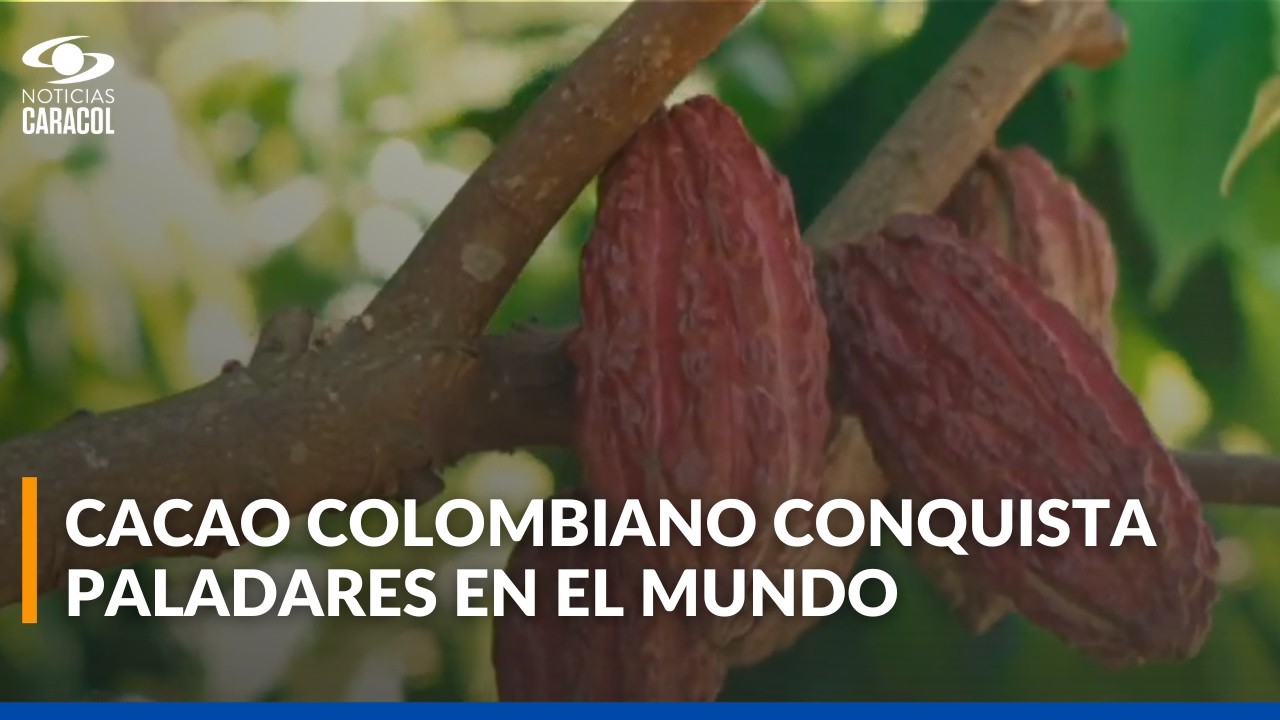 Cacao colombiano logra importante reconocimiento a nivel mundial: hito en el mercado comercial
