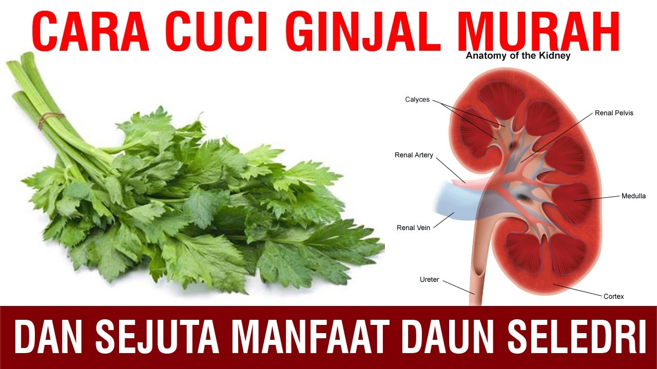 Cara Cuci Ginjal Murah Secara Alami dan Sejuta Manfaat Daun Seledri
