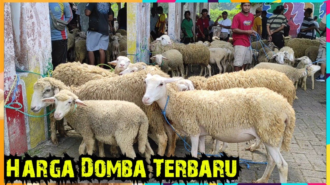 Harga Domba Terbaru Berbagai Macam Jenis Di Pasar Glenmore Banyuwangi Jatim