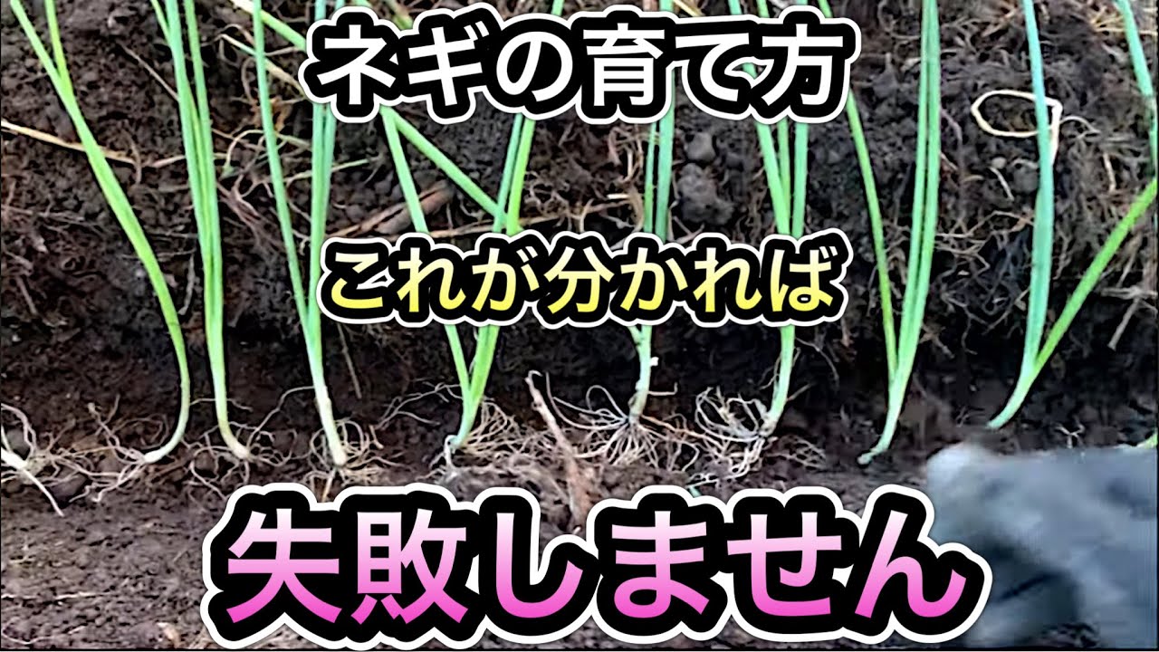 ネギ栽培。初心者でも簡単に分かる育て方の流れ。種まき-定植-土寄せ-追肥-収穫。注意ポイントまで図解で徹底解説！