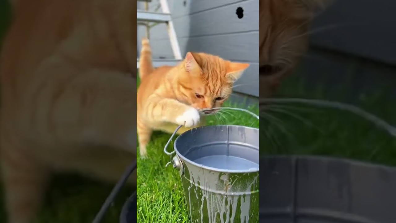 Ginger Paints a House While Chia Leaves Paw Prints 🎨