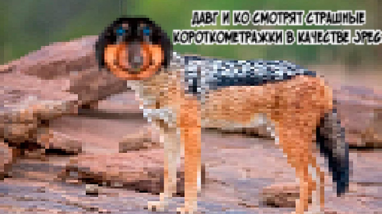Давг и КО Смотрят страшные короткометражки в качестве JPEG