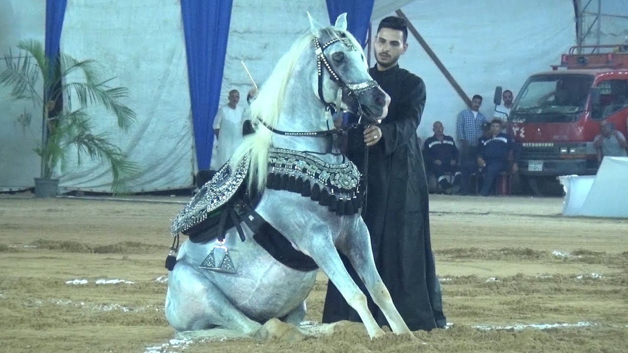 جون سينا السمو وابراهيم غزال مهرجان الشرقية الثامن والعشرون 2024