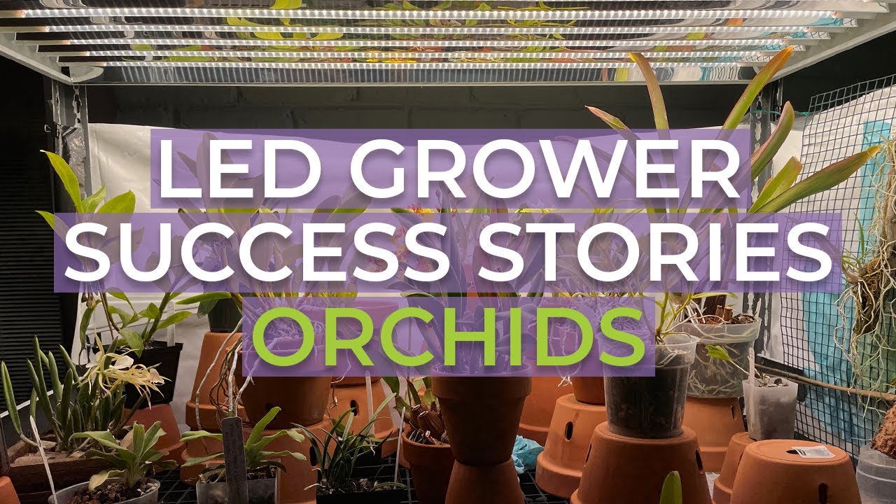 Active Grow T5 LED Grow Lights Vs. T5 Fluorescent Tubes for Orchids