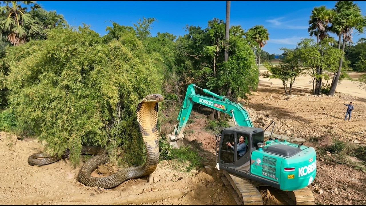 WOW!! Amazingly Excavator Clearing Forest Hit Big Snake, Excavator KOBELCO Clearing Land