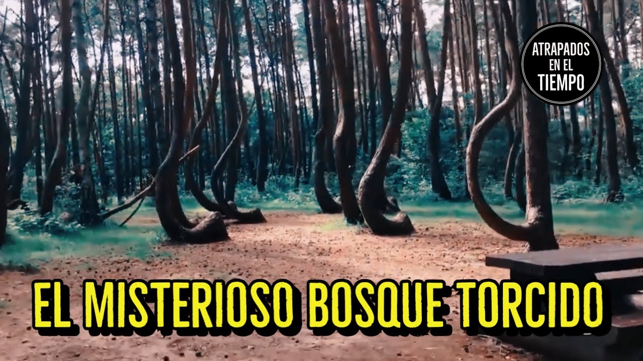 El misterioso Bosque Torcido