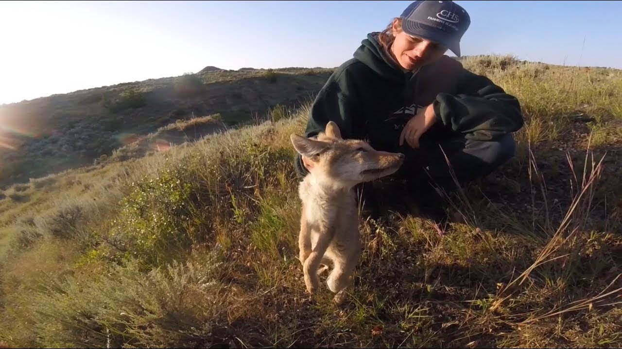 Catching A Live Coyote Pup In The Wild