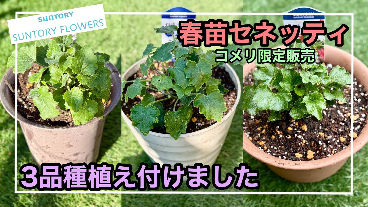 ［ガーデニング］春苗セネッティを植えました。サントリーフラワーズのサイネリアです