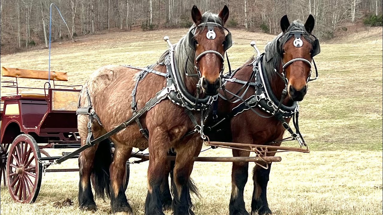 7 year old Registered Brabant Geldings Ride & Drive Call 606-303-5669 for more information ‼️‼️‼️‼️