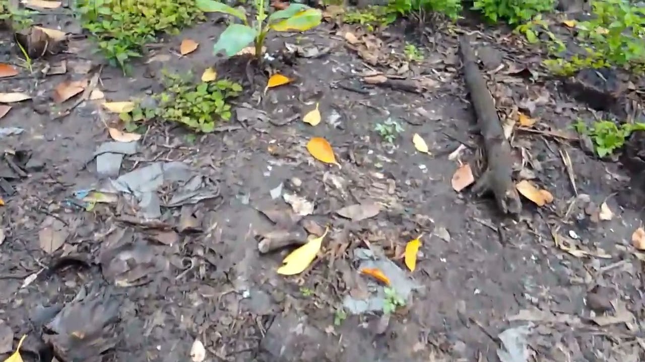 Perawatan rutin kebun pisang cavendis 