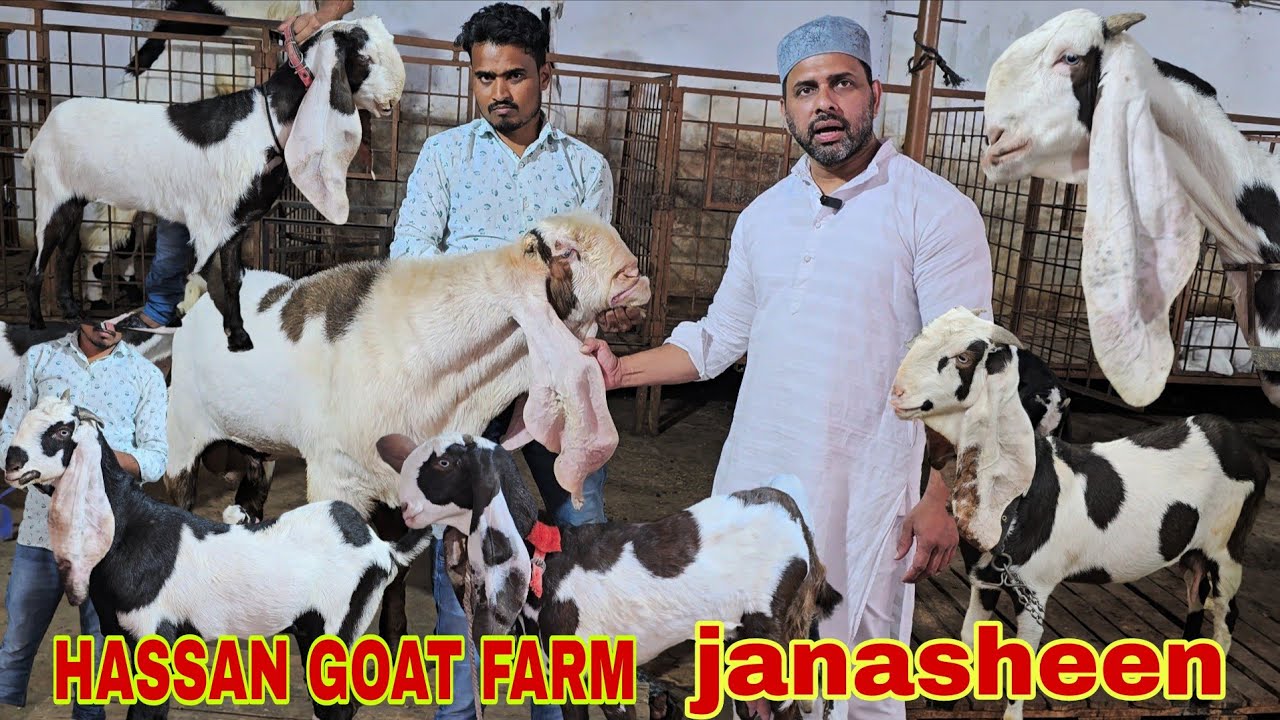 Hassan goat farm loaded Loded with jahanasheen top quality breedline in hyderabad 