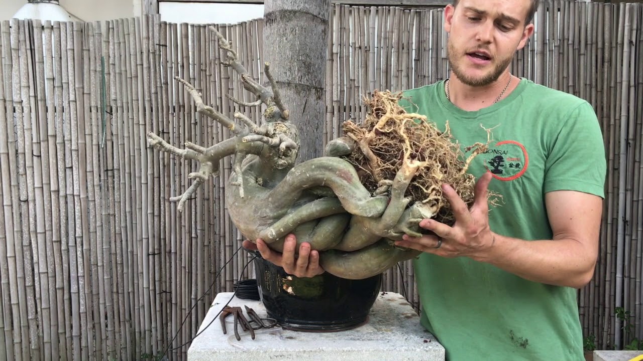 Пересадка моего дерева бонсай из адениума — The Bonsai Supply