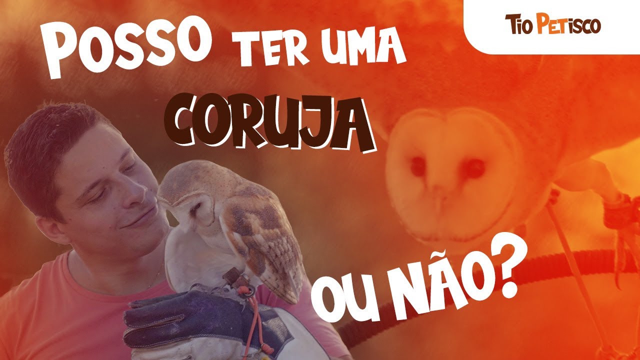 Posso ter uma coruja Suindara?