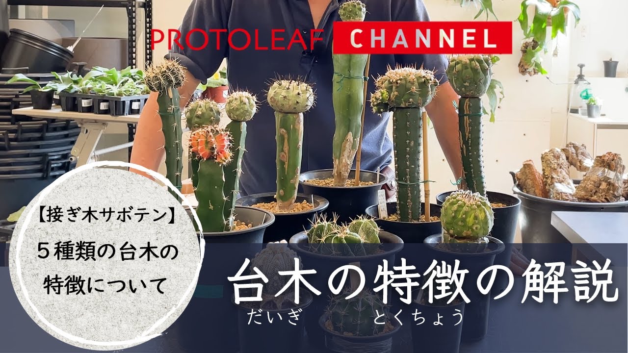 【接ぎ木サボテン】５種類の台木の特徴について
