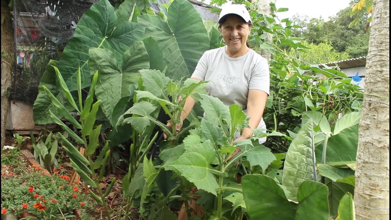 BATATA YACON - VOCÊ JÁ CONHECE ESSA ESPÉCIE?