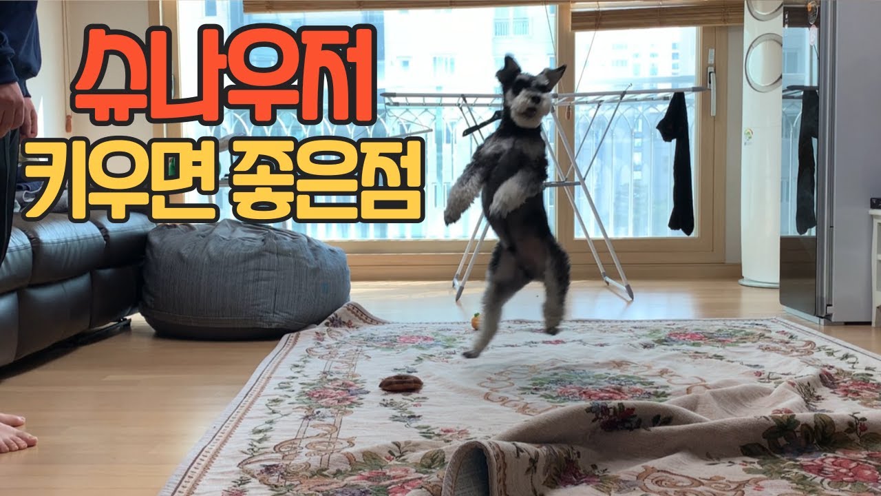 슈나우저 키우면 좋은점 [슈나우저 Schnauzer 만두 tv]