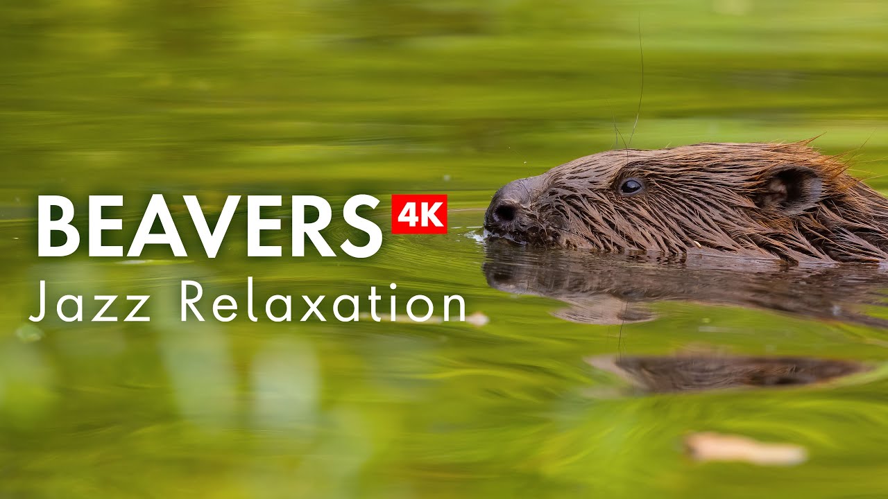 The Most Soothing Combo: Beavers & Jazz – Try It!