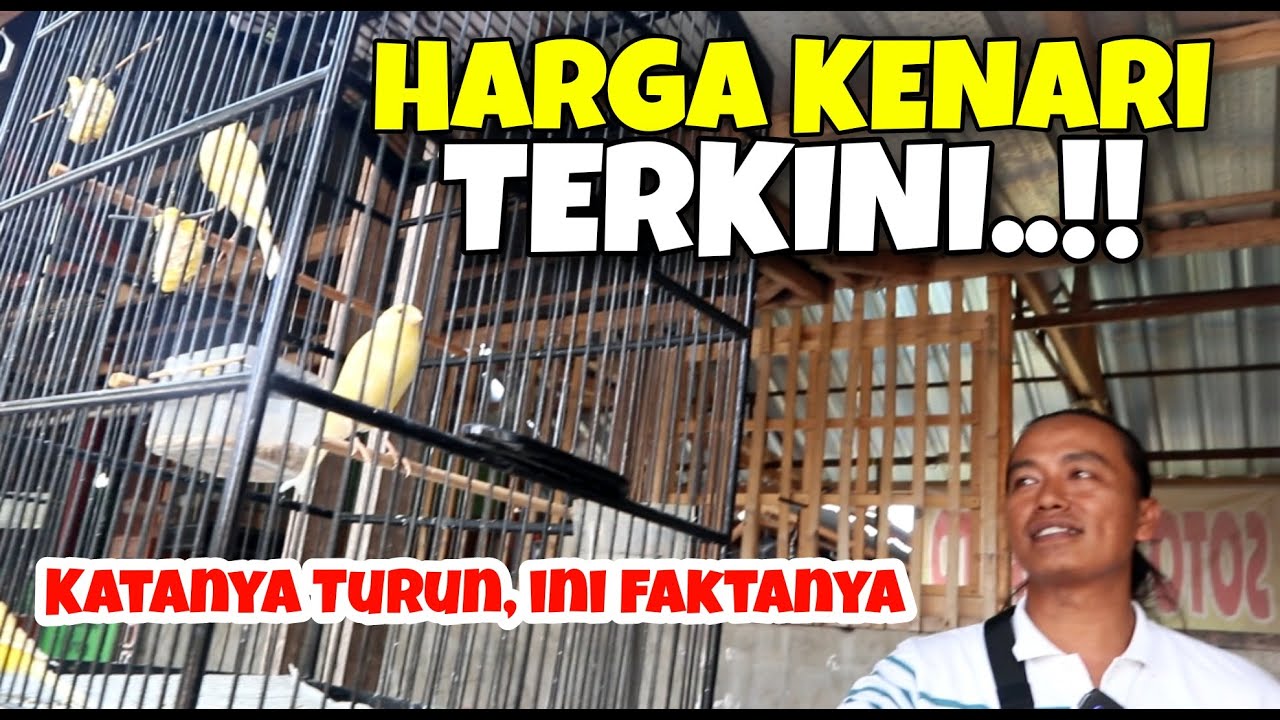 Kabar Burung Kenari di Pasar Muntilan serta Harga Kenari terkini..!!!