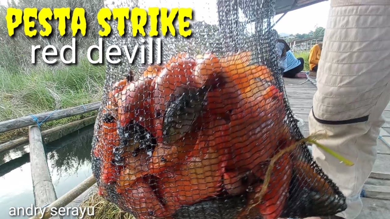 MANCING IKAN RED DEVIL PAKAI UMPAN INI DI JAMIN GACOR