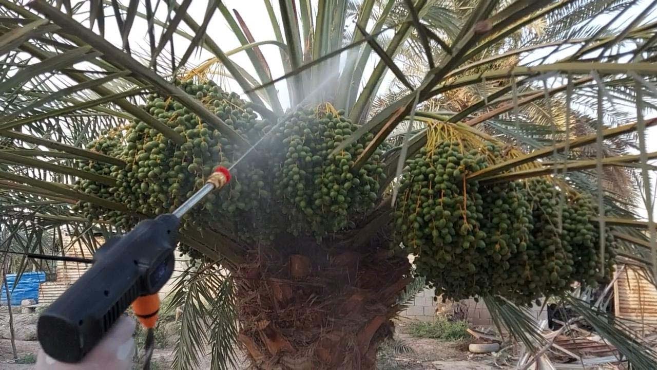 الوقايه من العناكب الحمر او حلم الغبار الاكاروس الذي يصيب اشجار النخيل#غبار_النخيل