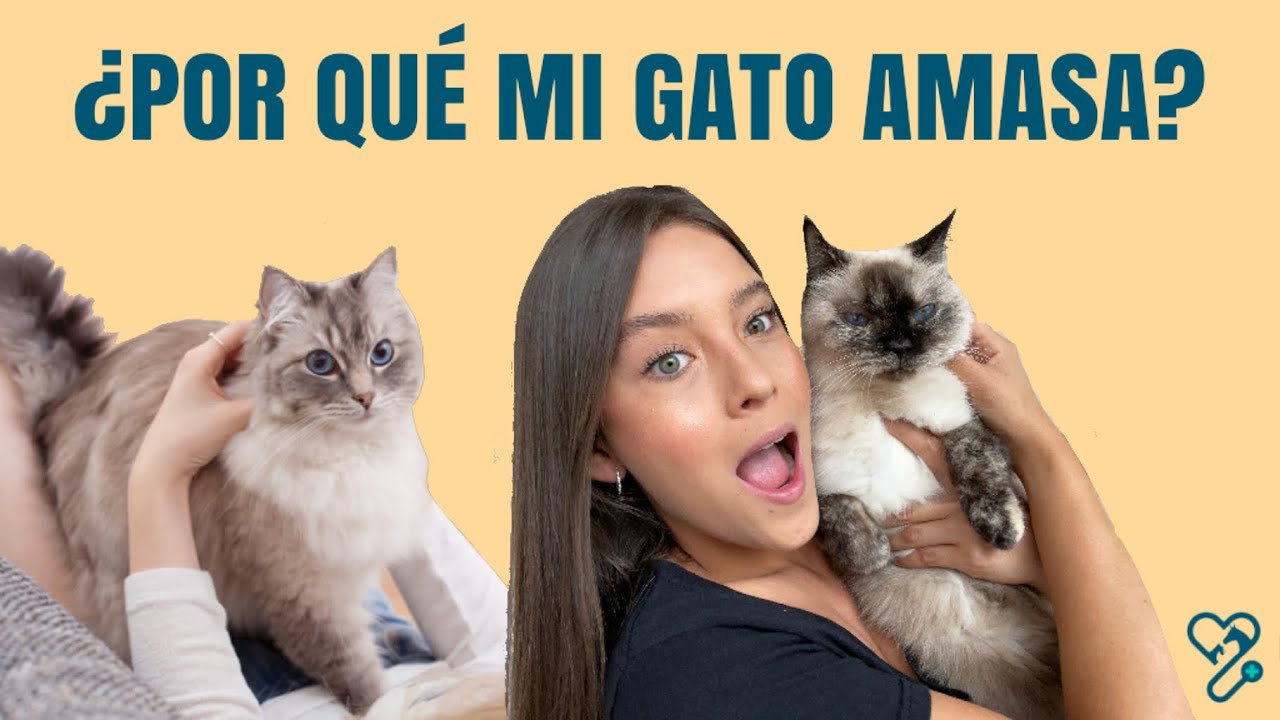 ¿POR QUÉ MI GATO AMASA? - Lauvet