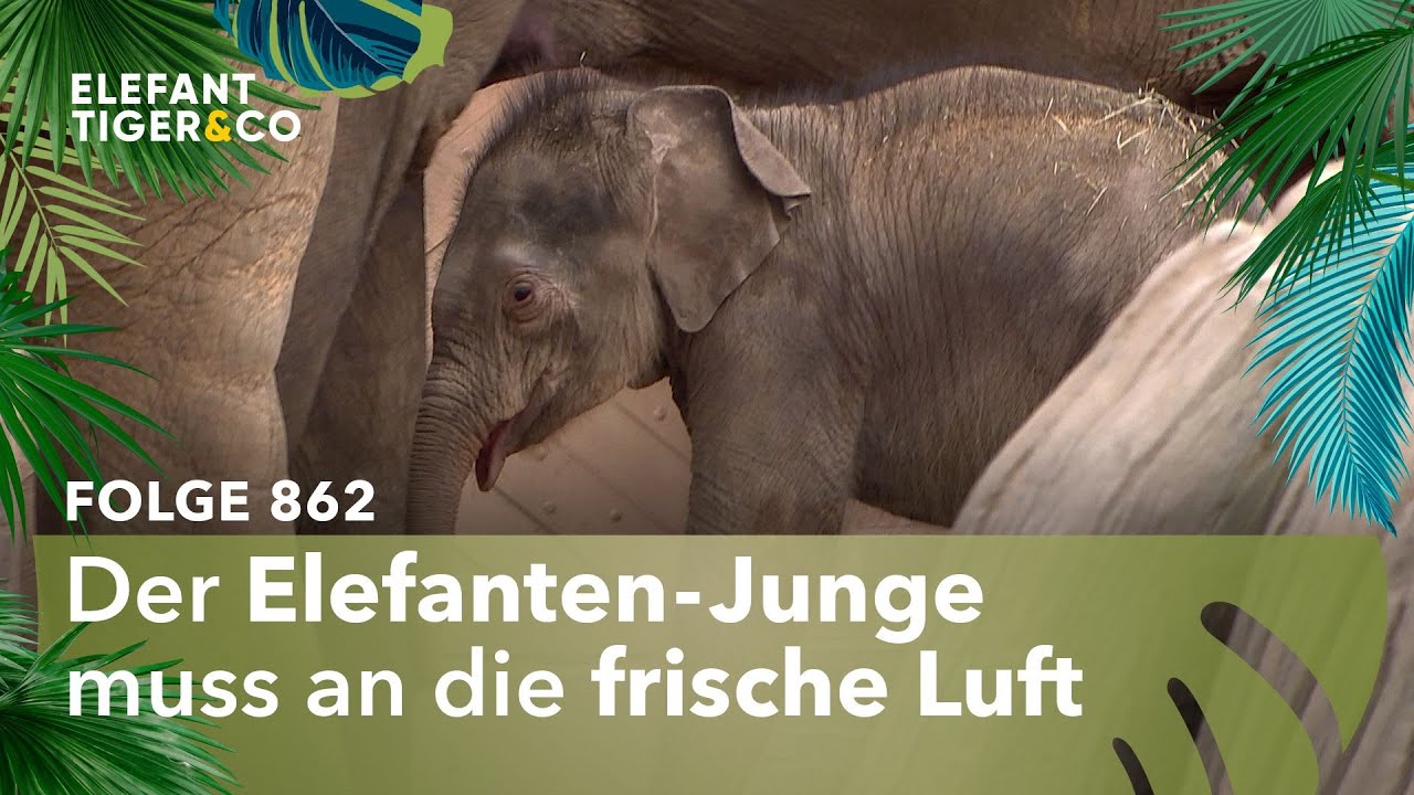 Das große Auge (Folge 862) | Elefant, Tiger & Co. | MDR
