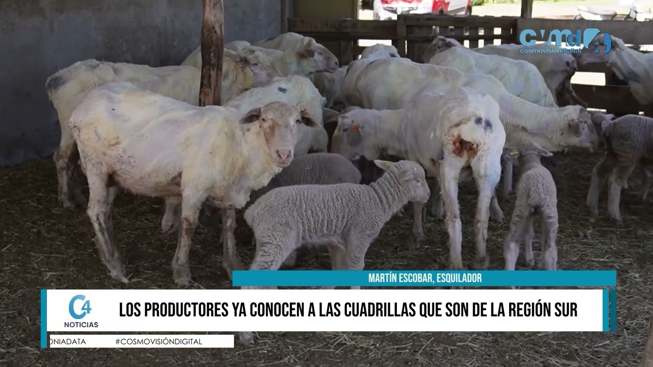 TEMPORADA DE ESQUILA EN EL VALLE MEDIO