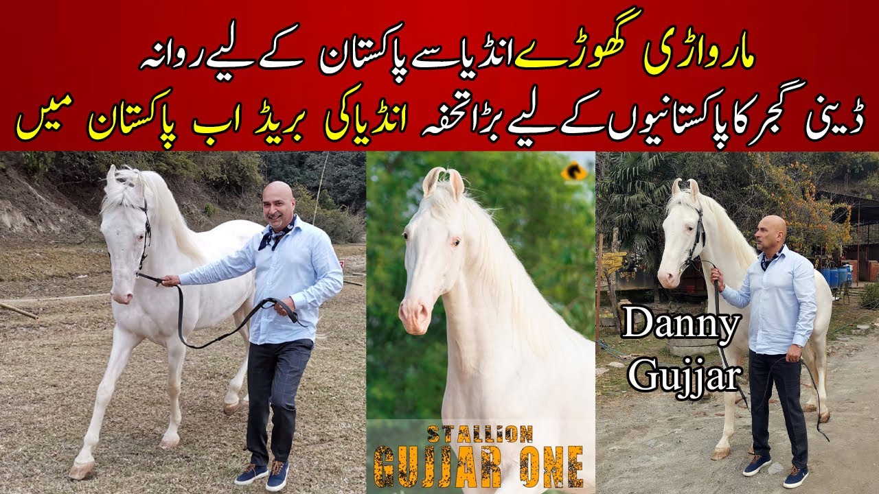 Marwari Horses in Pakistan || Danny Gujjar Imported Marwari Horse breed || White Marwari Stallion