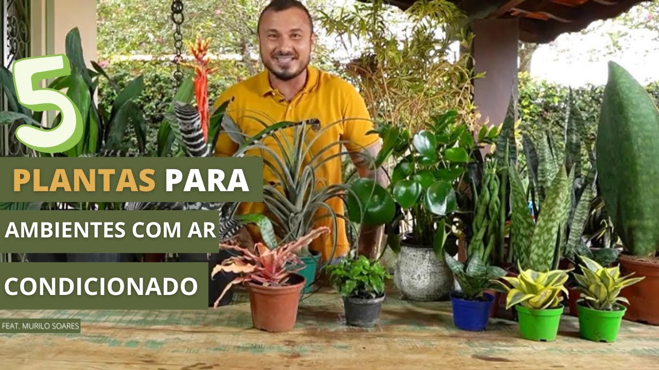 AS MELHORES PLANTAS PARA AMBIENTES COM AR CONDICIONADO |  MURILO SOARES | SPAGNHOL PLANTAS