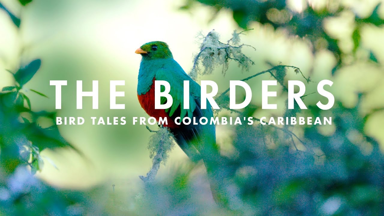 THE BIRDERS | Bird tales from Colombia's Caribbean.