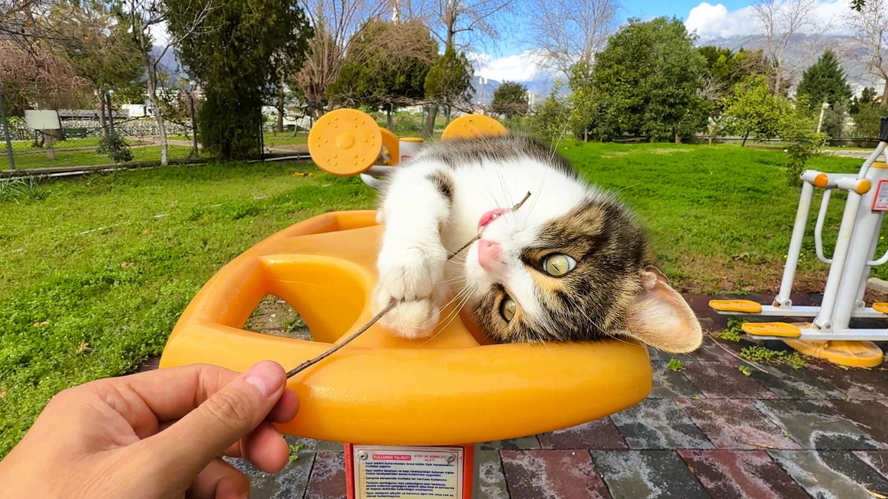 A $0 Toy Turned This Stray Cat Into a Predator