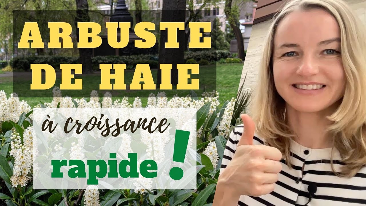Arbuste pour HAIE à croissance RAPIDE !