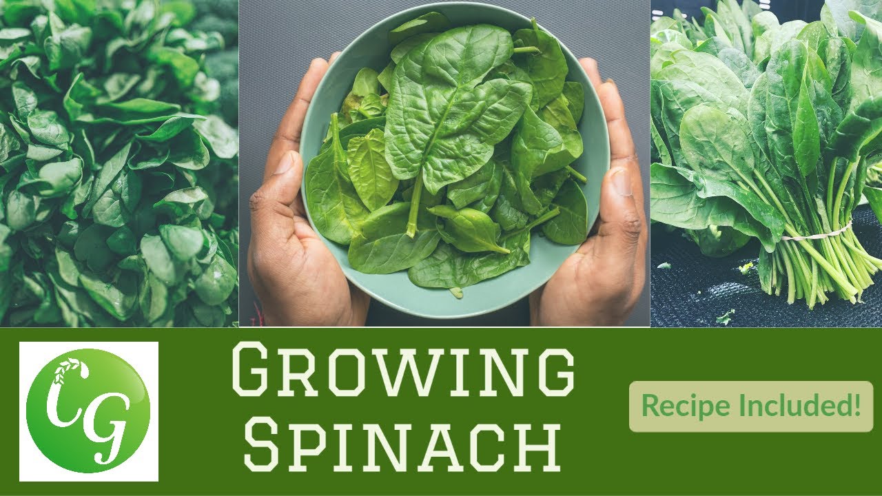 Mastering Spinach: How to Grow Malabar & Flat Leaf Varieties + Tasty Recipe!